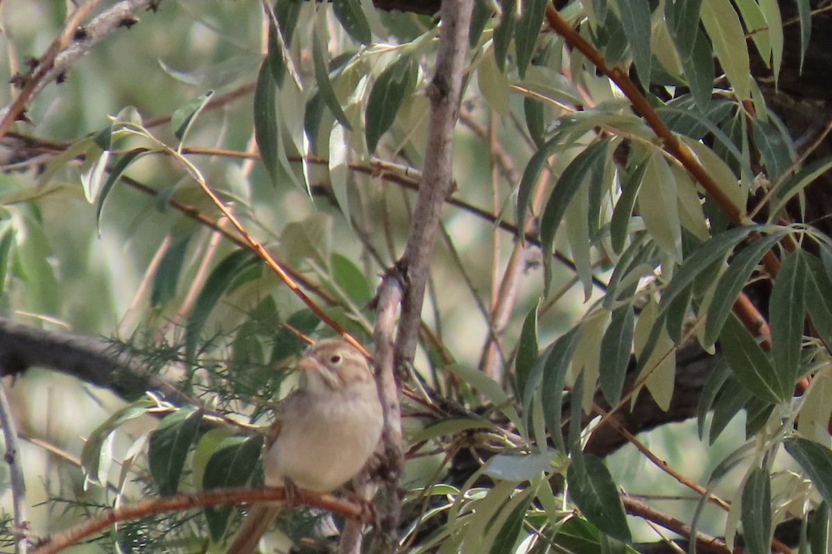 Spizella sp. - ML640724673