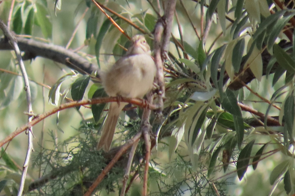Spizella sp. - ML640724674