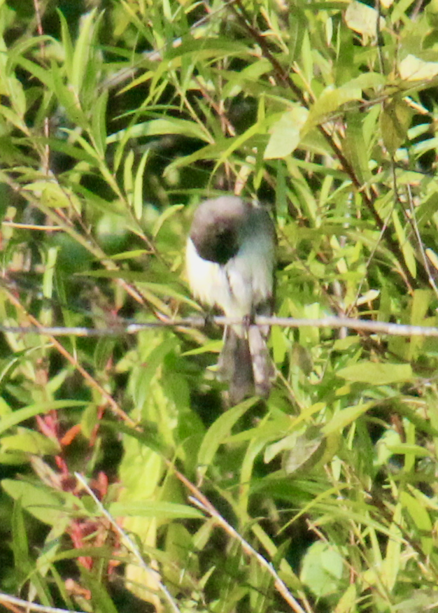 Weißbauch-Phoebetyrann - ML640724684