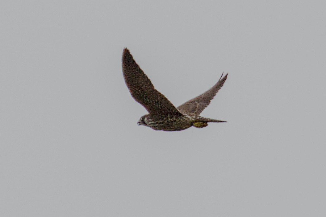Falco sp. - ML640724685