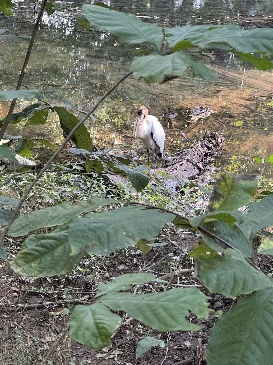 Wood Stork - ML640724735