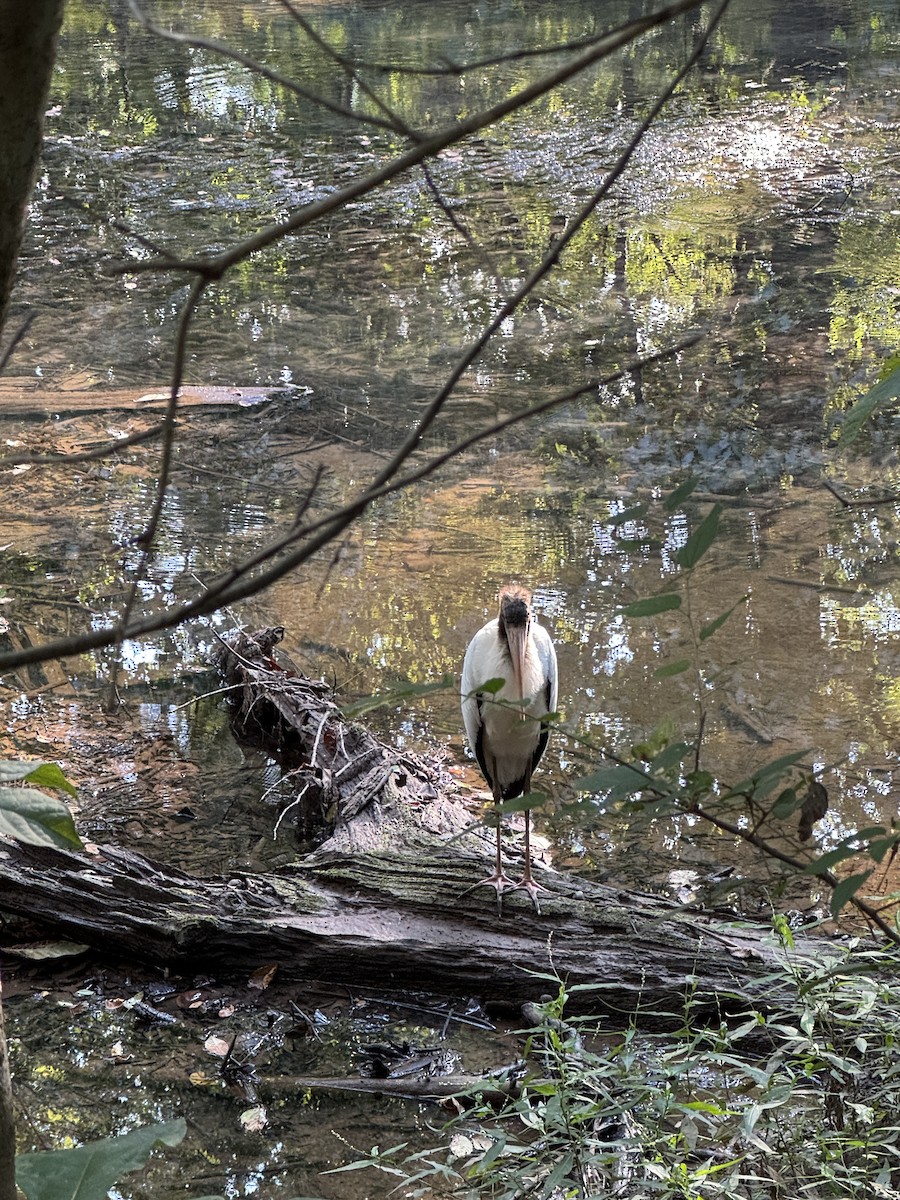 Wood Stork - ML640724737