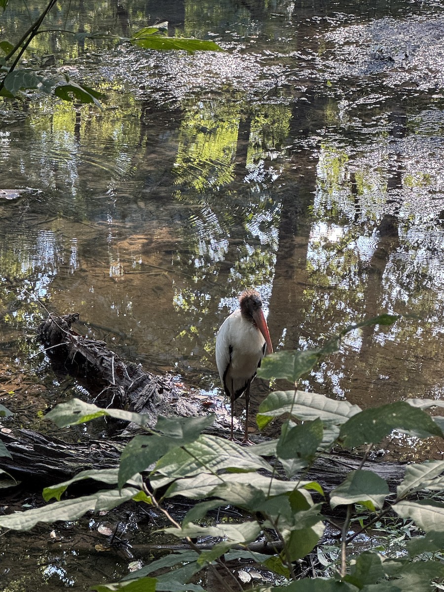 Wood Stork - ML640724738