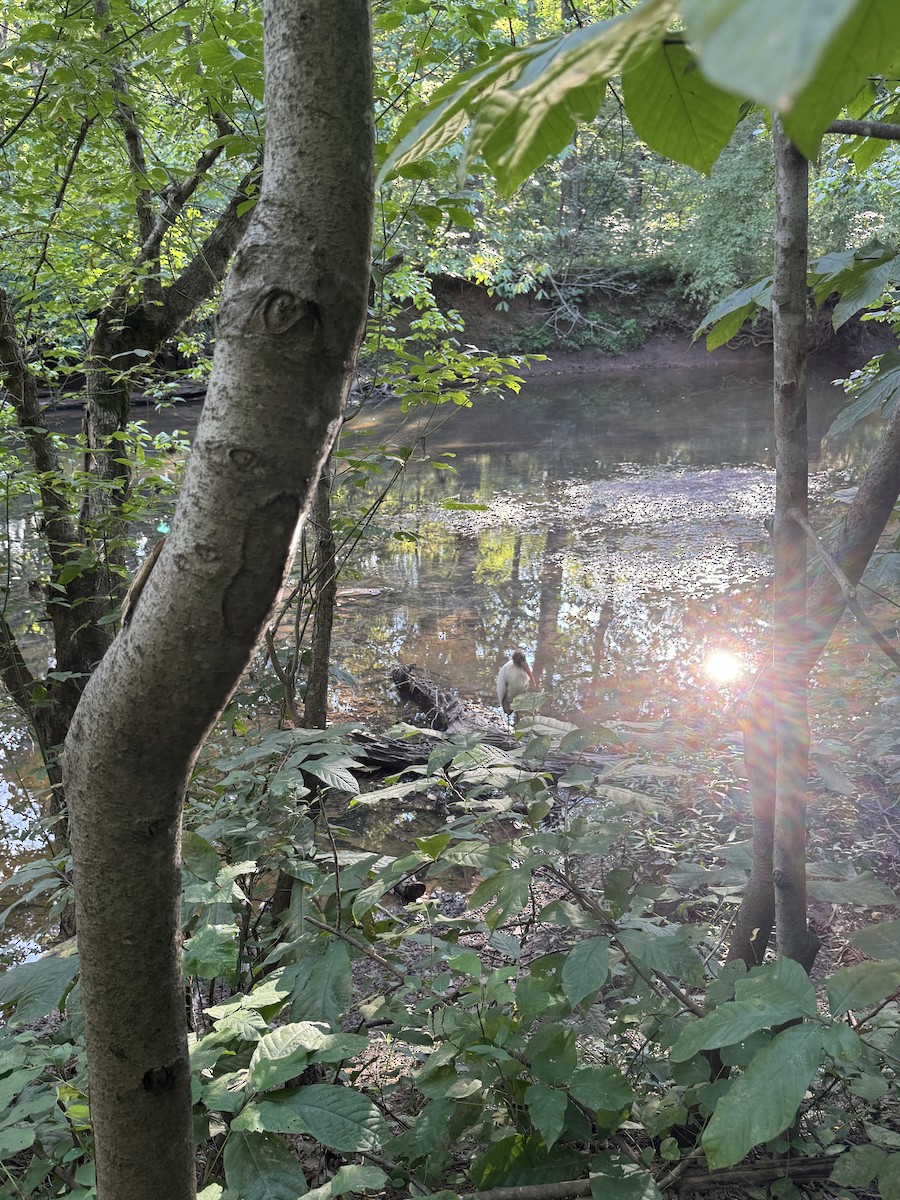 Wood Stork - ML640724740