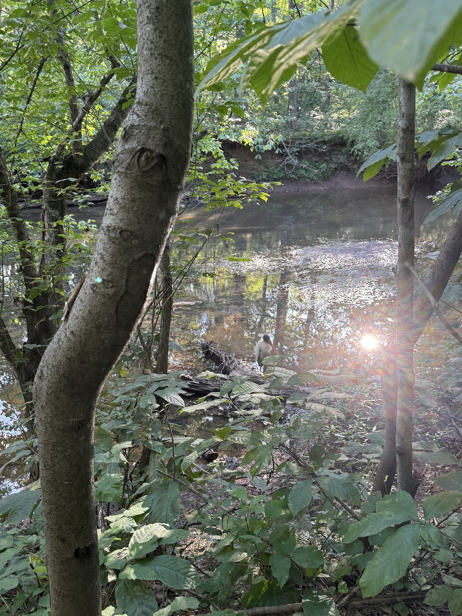 Wood Stork - ML640724741
