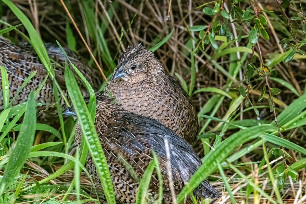 Tasmanienwachtel - ML640724764