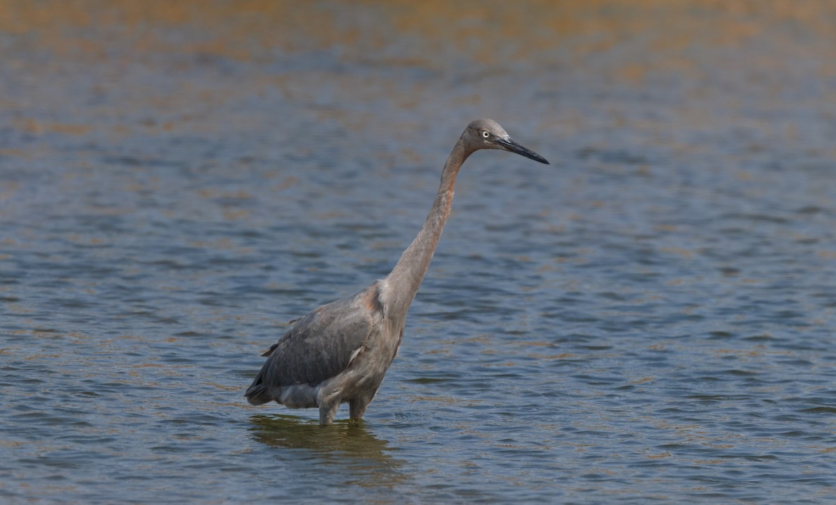 Reddish Egret - John Callender