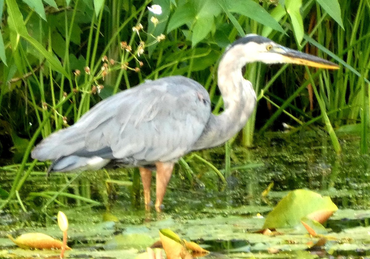 Great Blue Heron - ML640724876