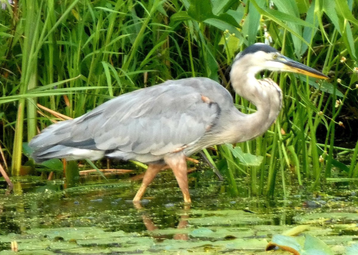 Great Blue Heron - ML640724880