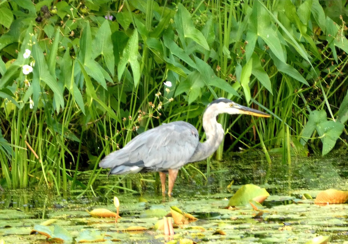 Great Blue Heron - ML640724885