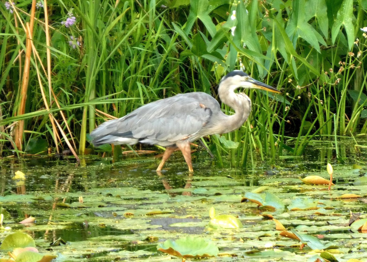 Great Blue Heron - ML640724893