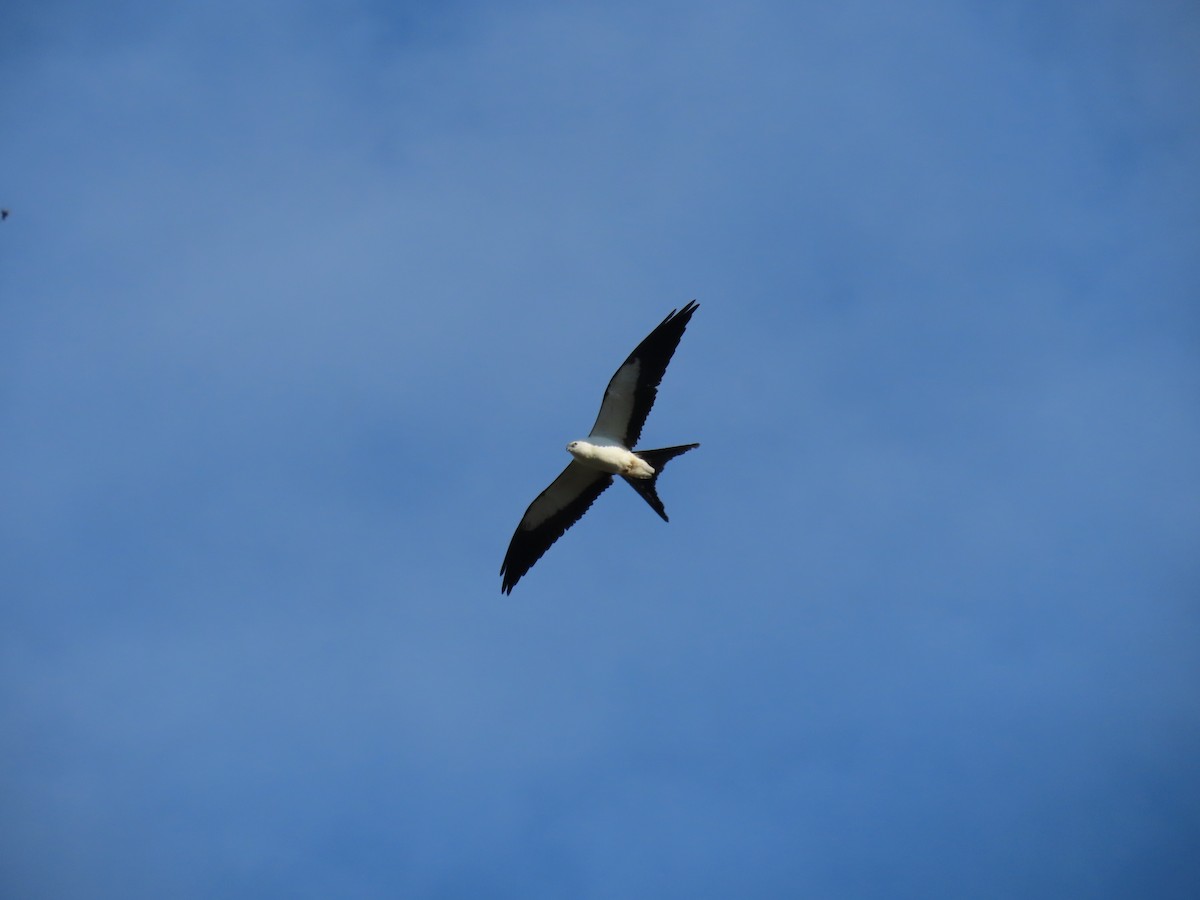 Swallow-tailed Kite - ML640724935