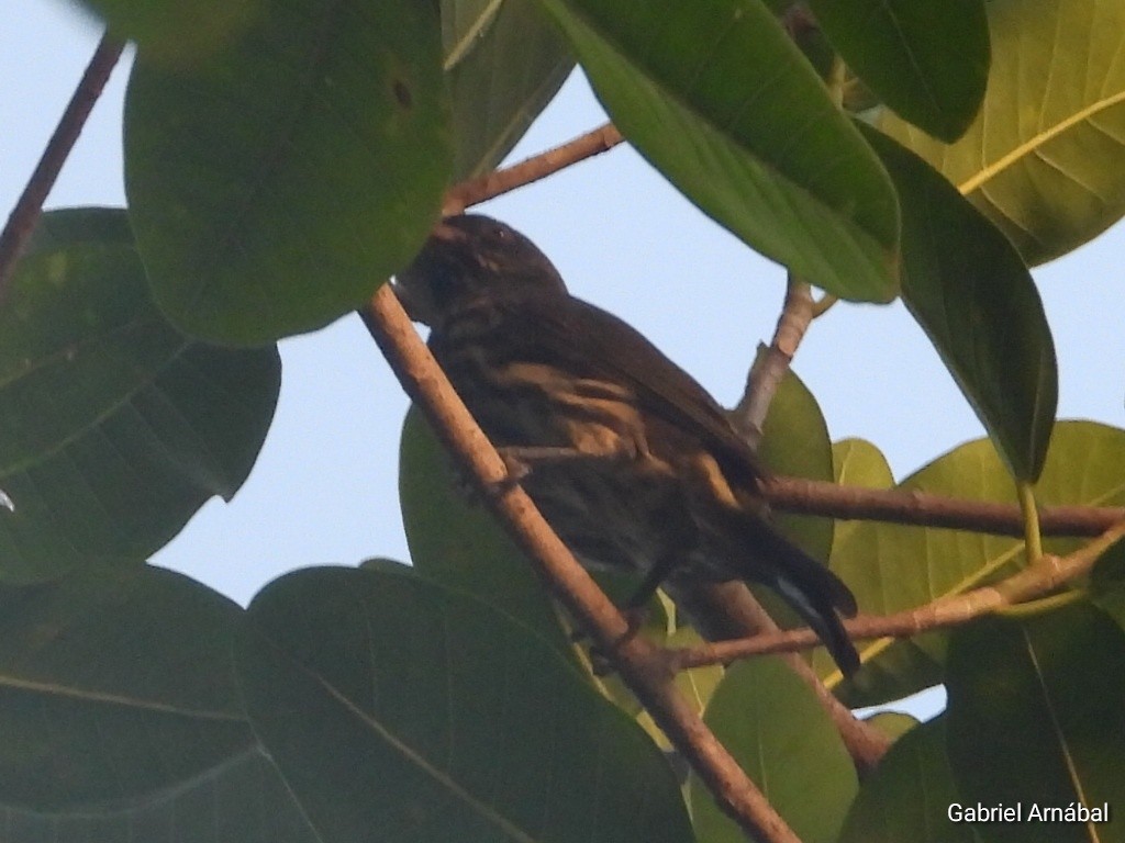 Palmchat - ML640724950