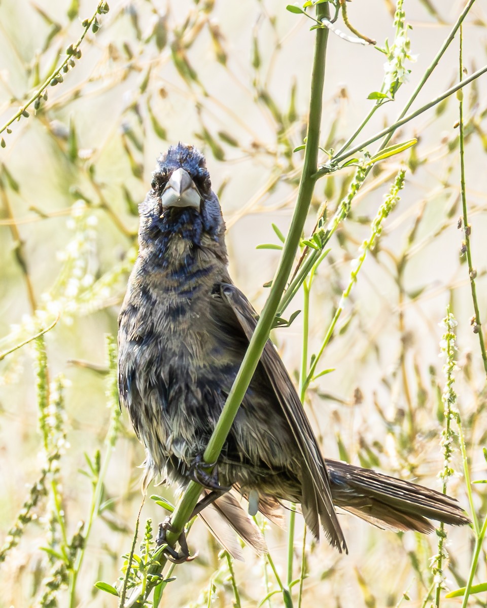 Blue Grosbeak - ML640724993