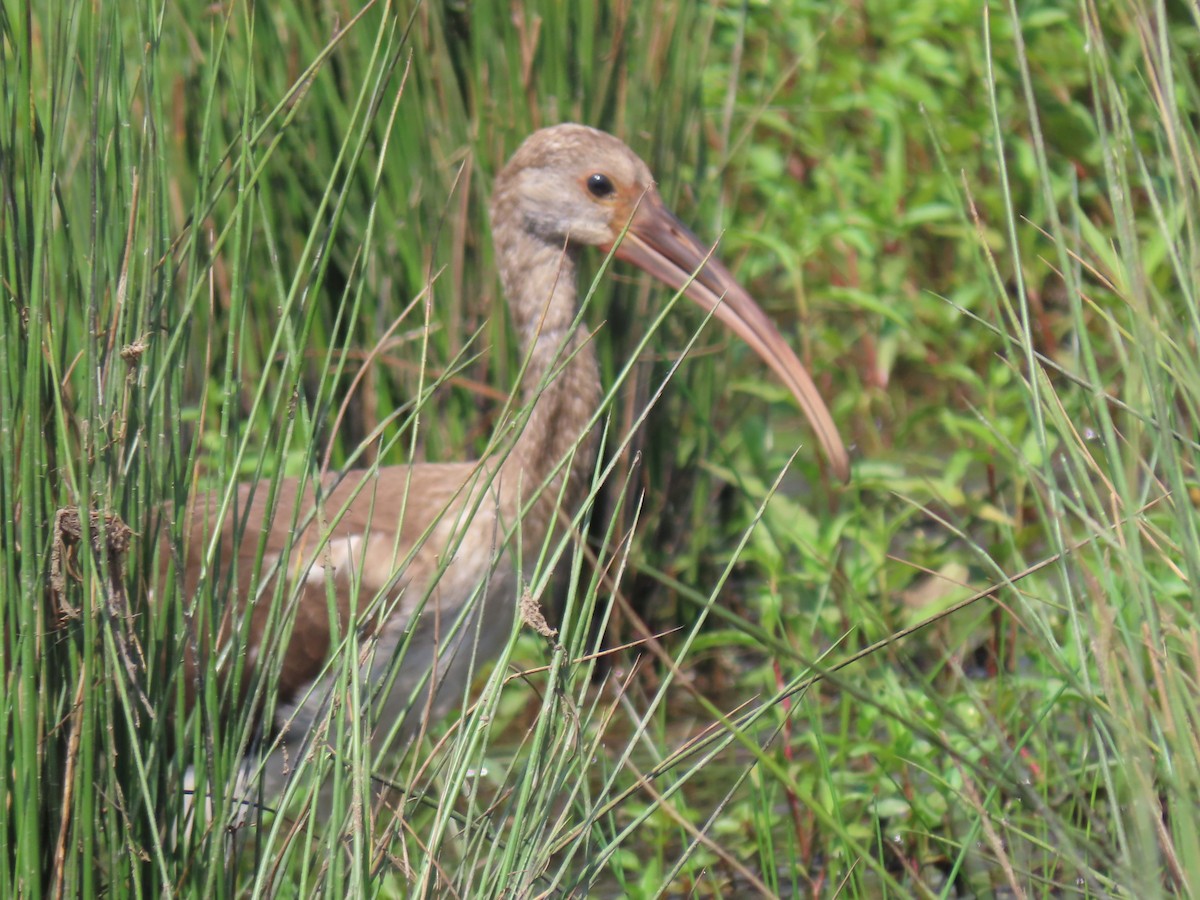 White Ibis - ML640725021