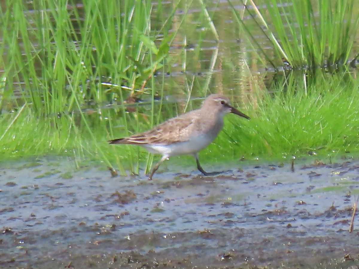 White-rumped Sandpiper - ML640725033