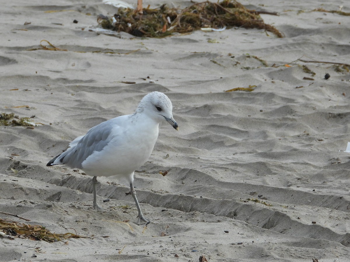 Ring-billed Gull - ML640725137
