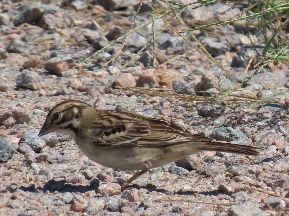 Lark Sparrow - ML640725140