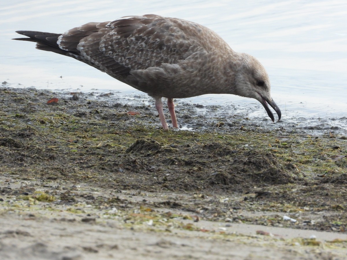 American Herring Gull - ML640725151