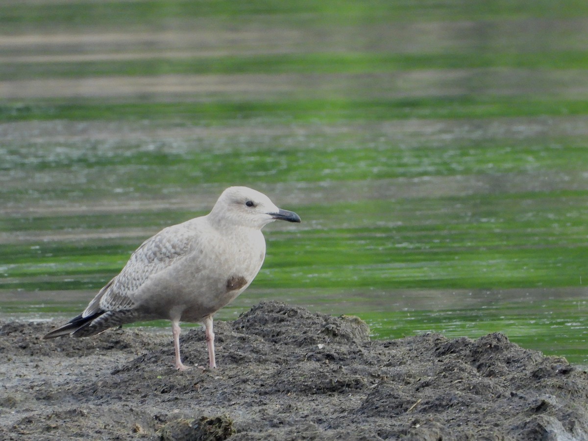 American Herring Gull - ML640725158