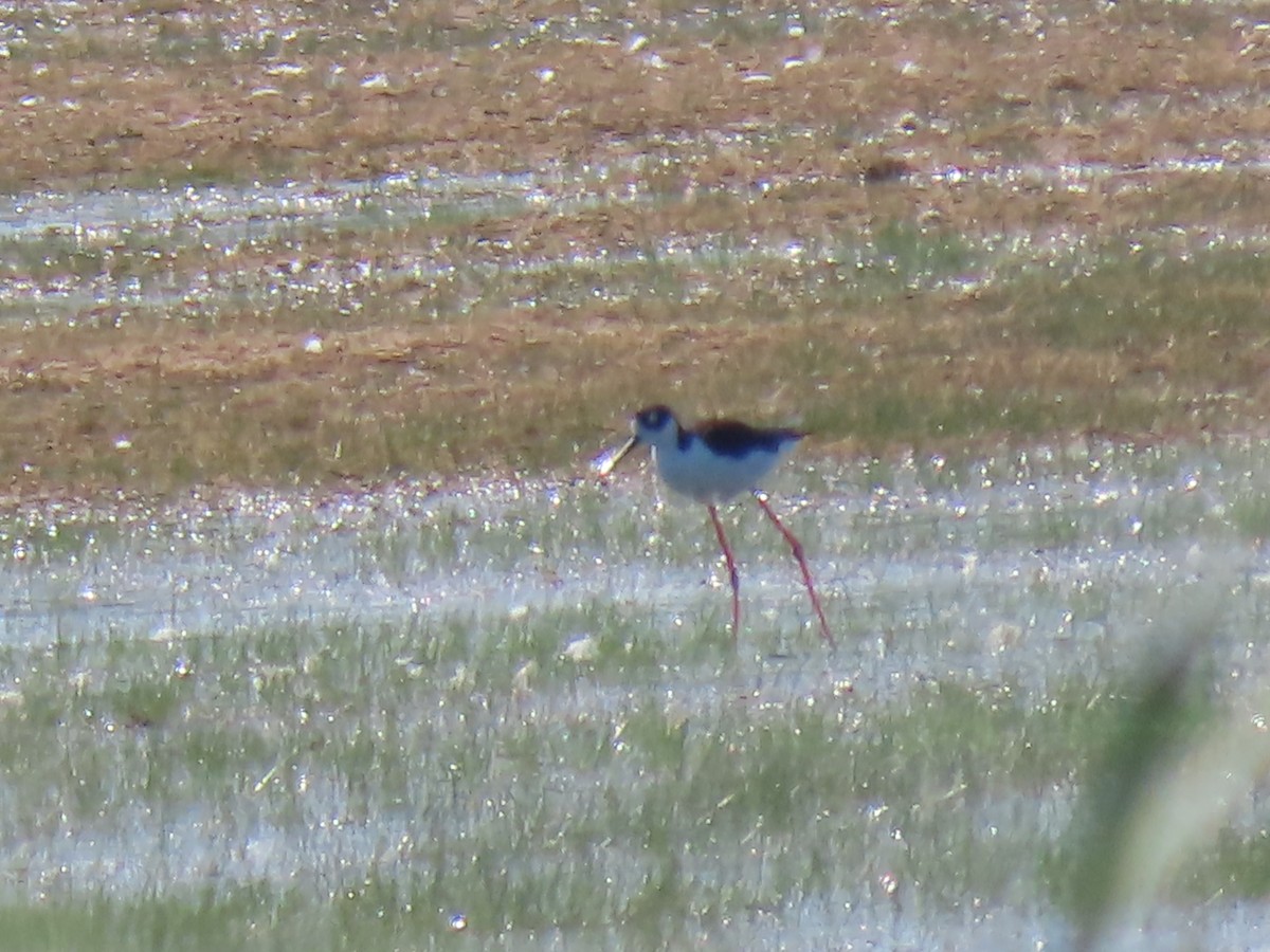 Black-necked Stilt - ML640725166