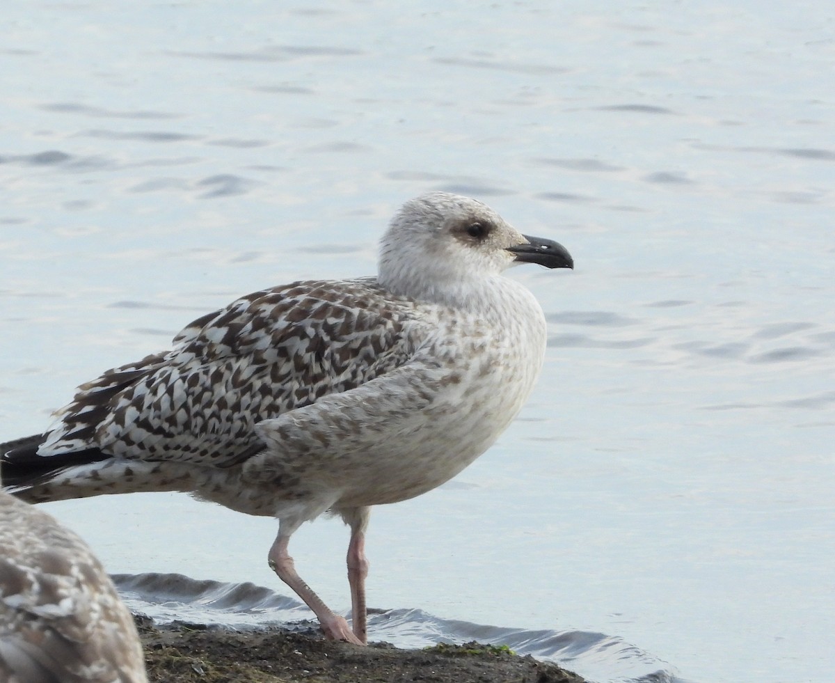 Great Black-backed Gull - ML640725169