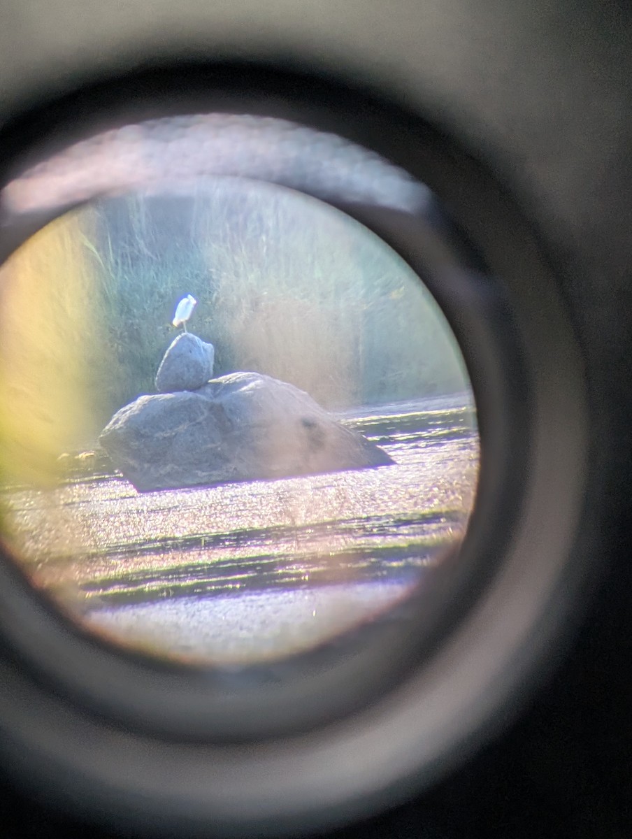 Little Blue Heron - ML640725184