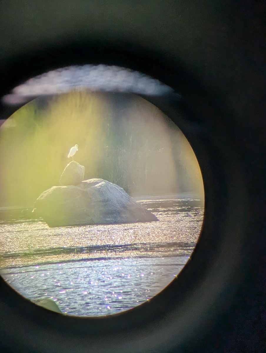 Little Blue Heron - ML640725185