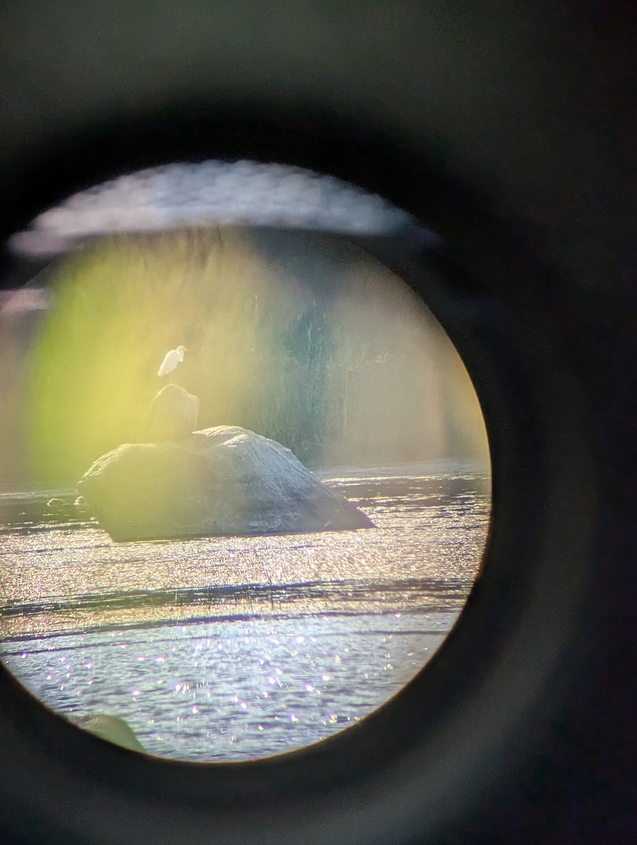 Little Blue Heron - ML640725186