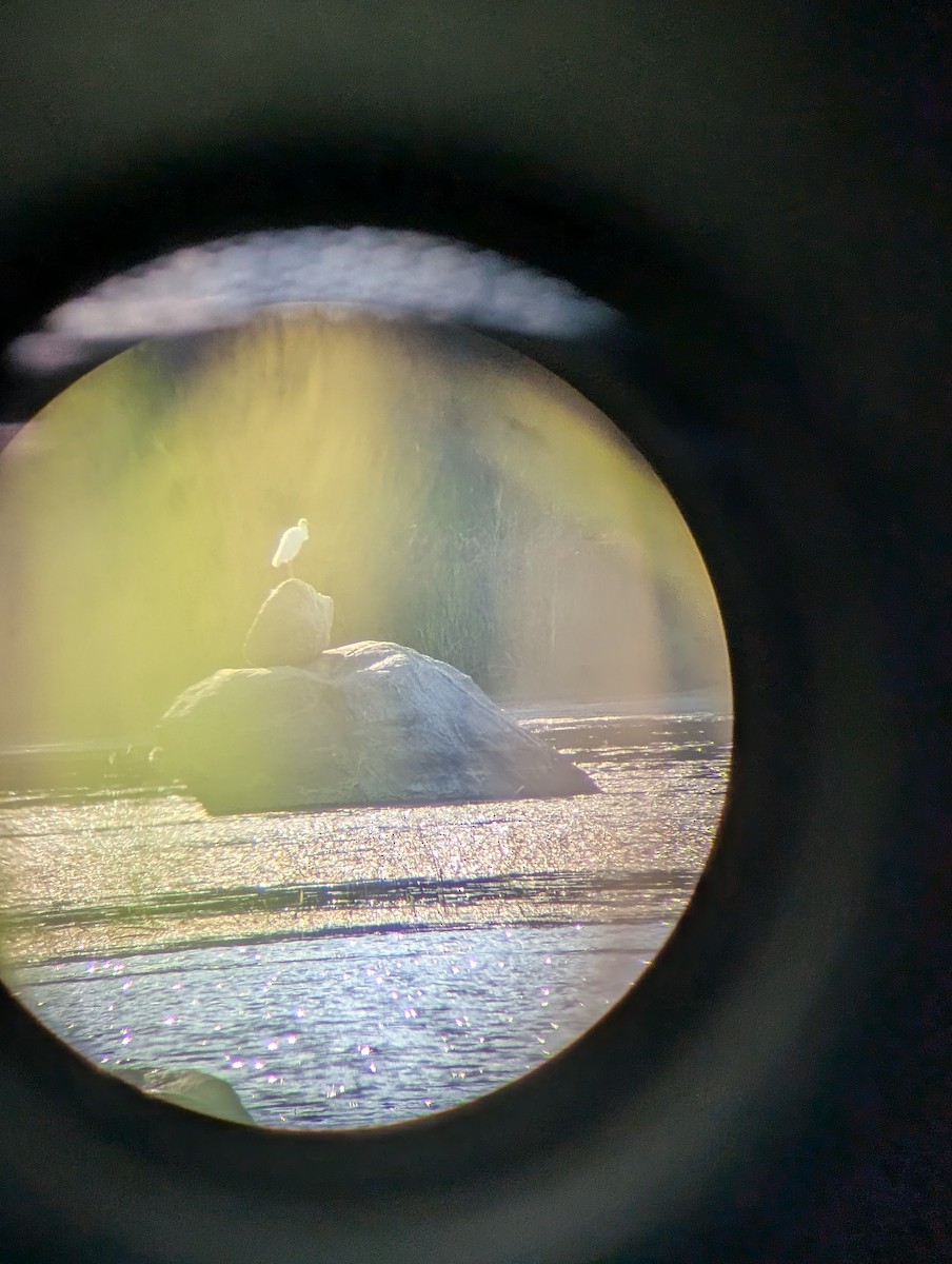 Little Blue Heron - ML640725187