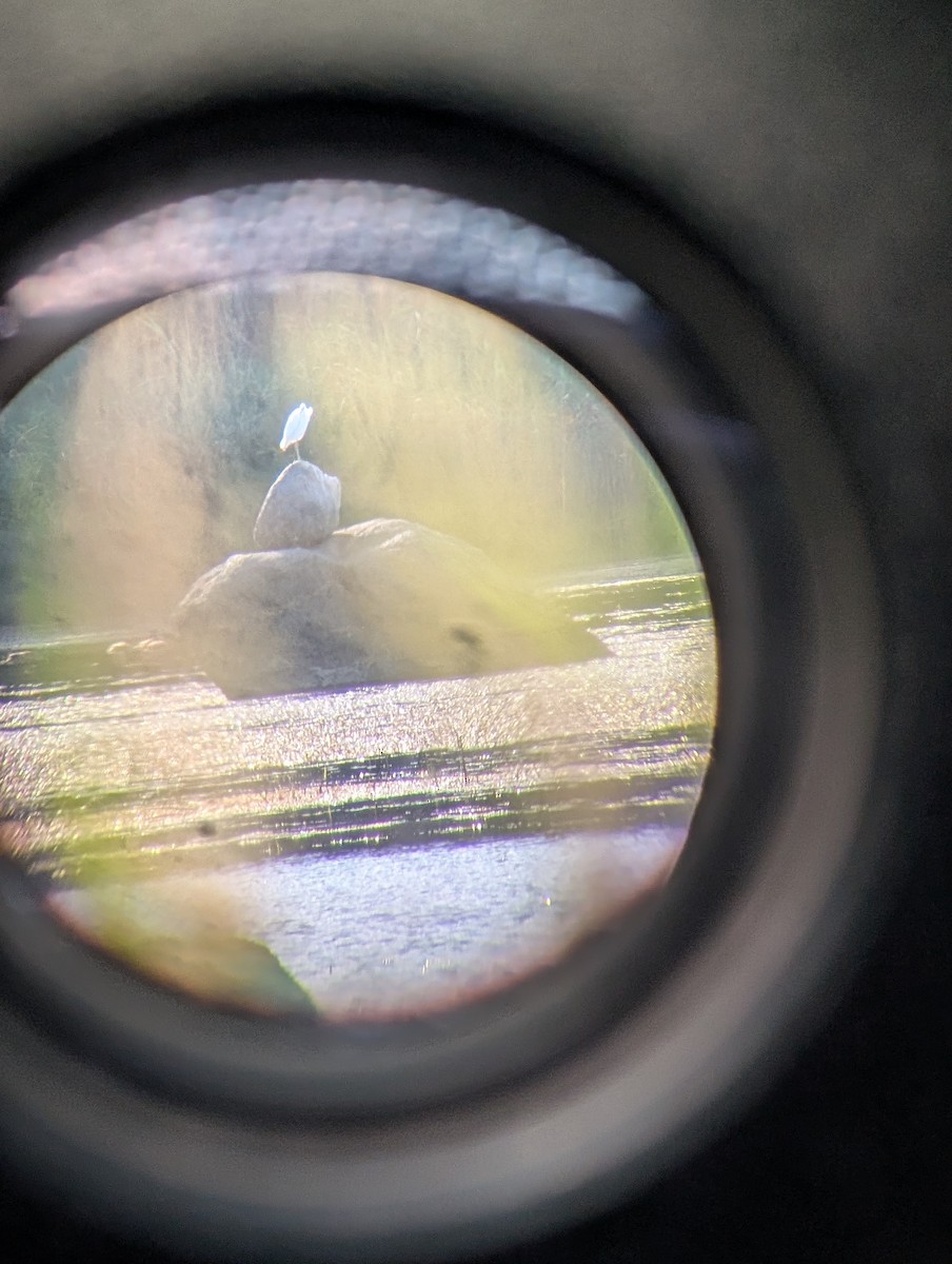 Little Blue Heron - ML640725188