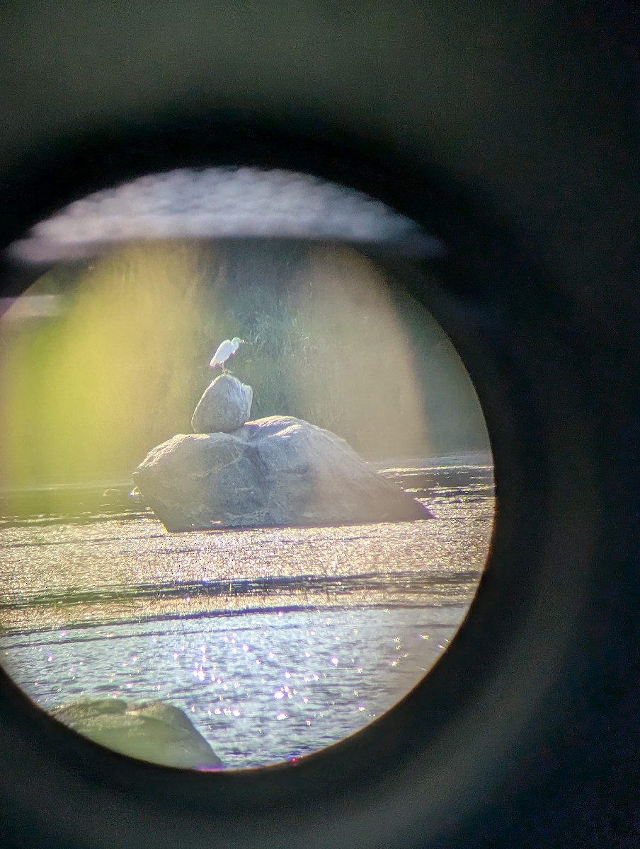 Little Blue Heron - ML640725189
