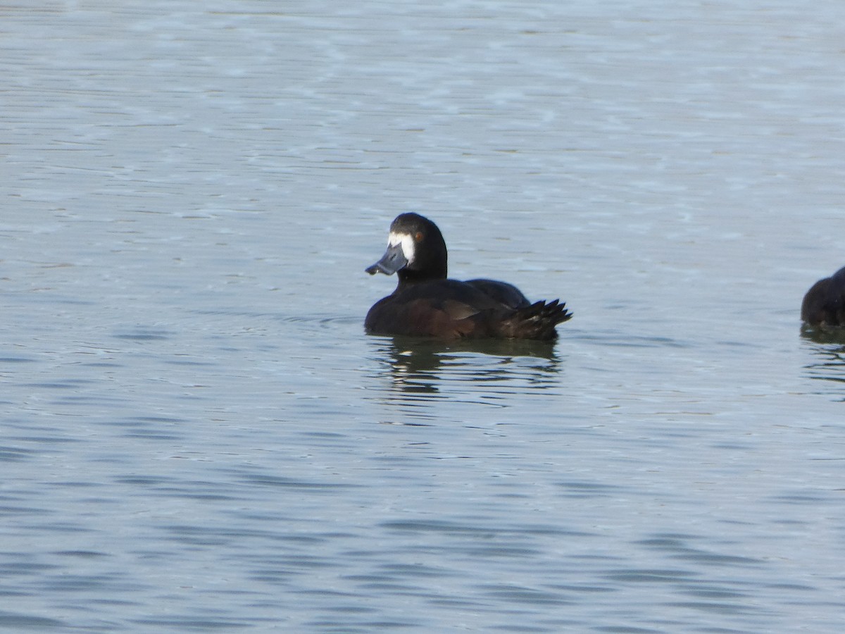 New Zealand Scaup - ML640725214