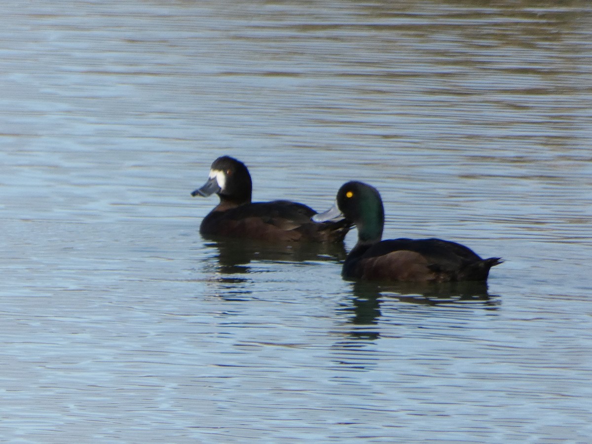 New Zealand Scaup - ML640725215