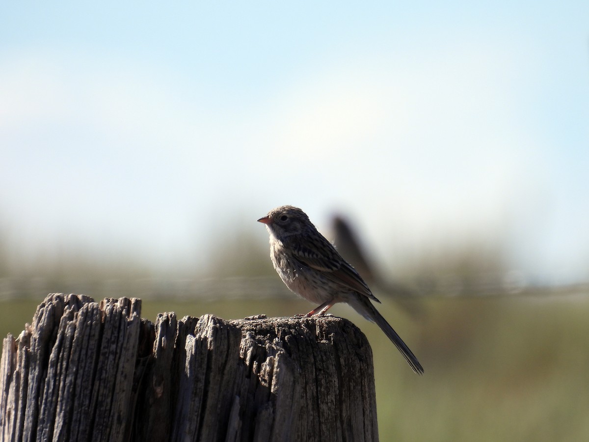 Brewer's Sparrow - ML640725220