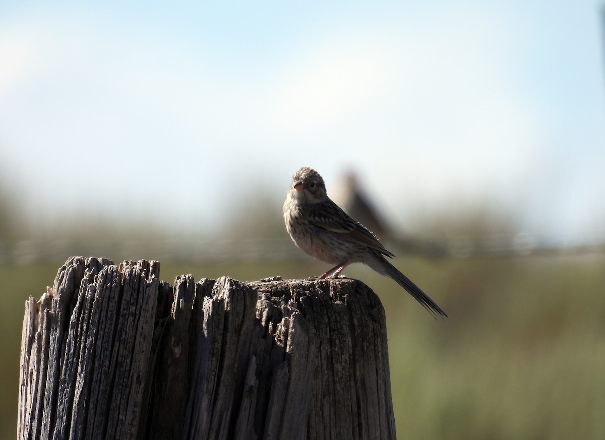 Brewer's Sparrow - ML640725222
