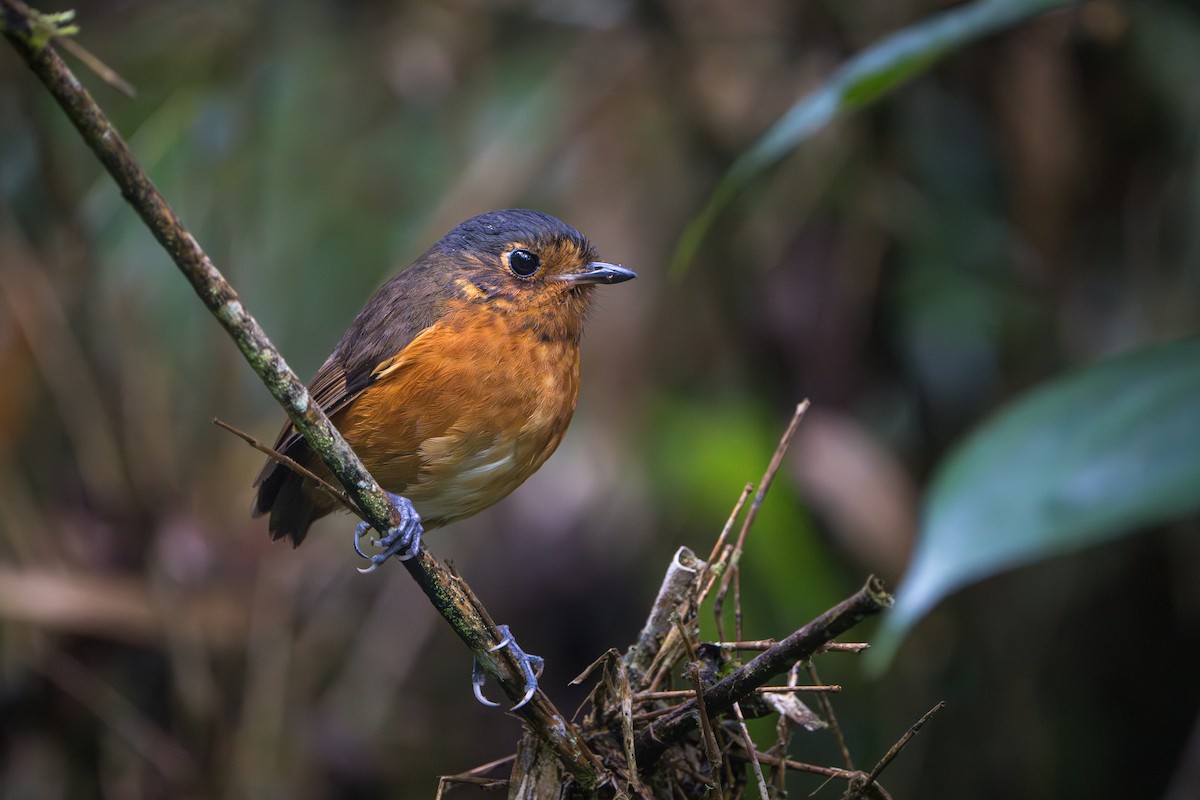 Slate-crowned Antpitta - ML640725251