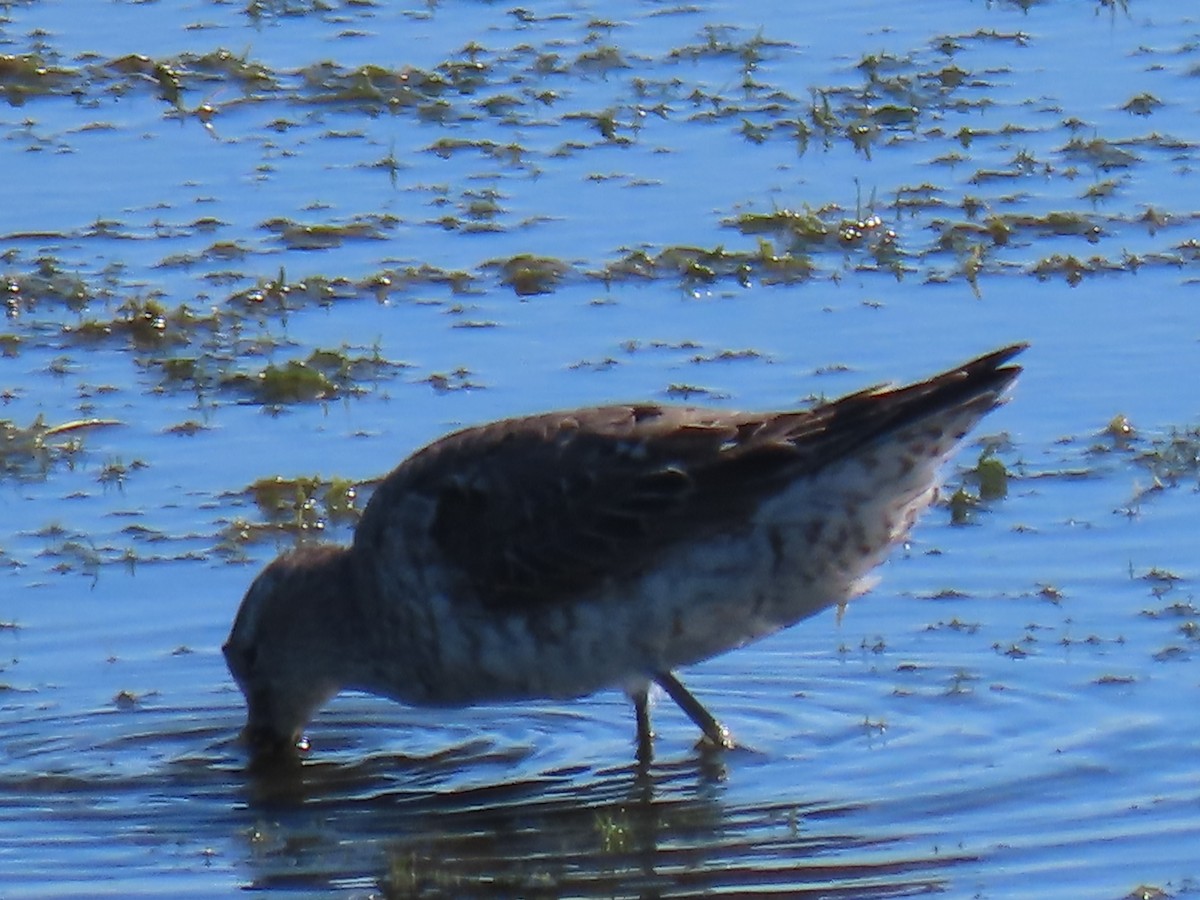 Stilt Sandpiper - ML640725271