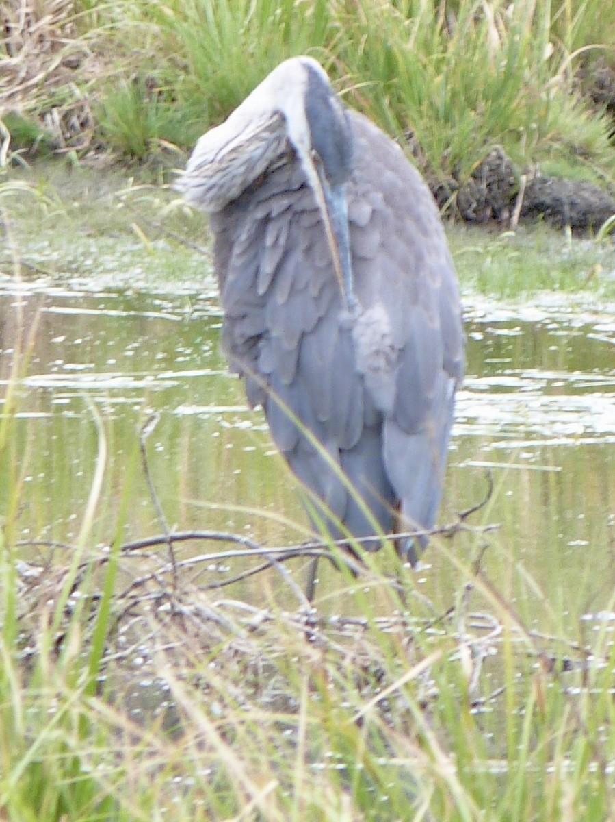 Great Blue Heron - ML640725273