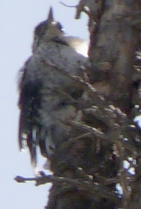American Three-toed Woodpecker - ML640725282