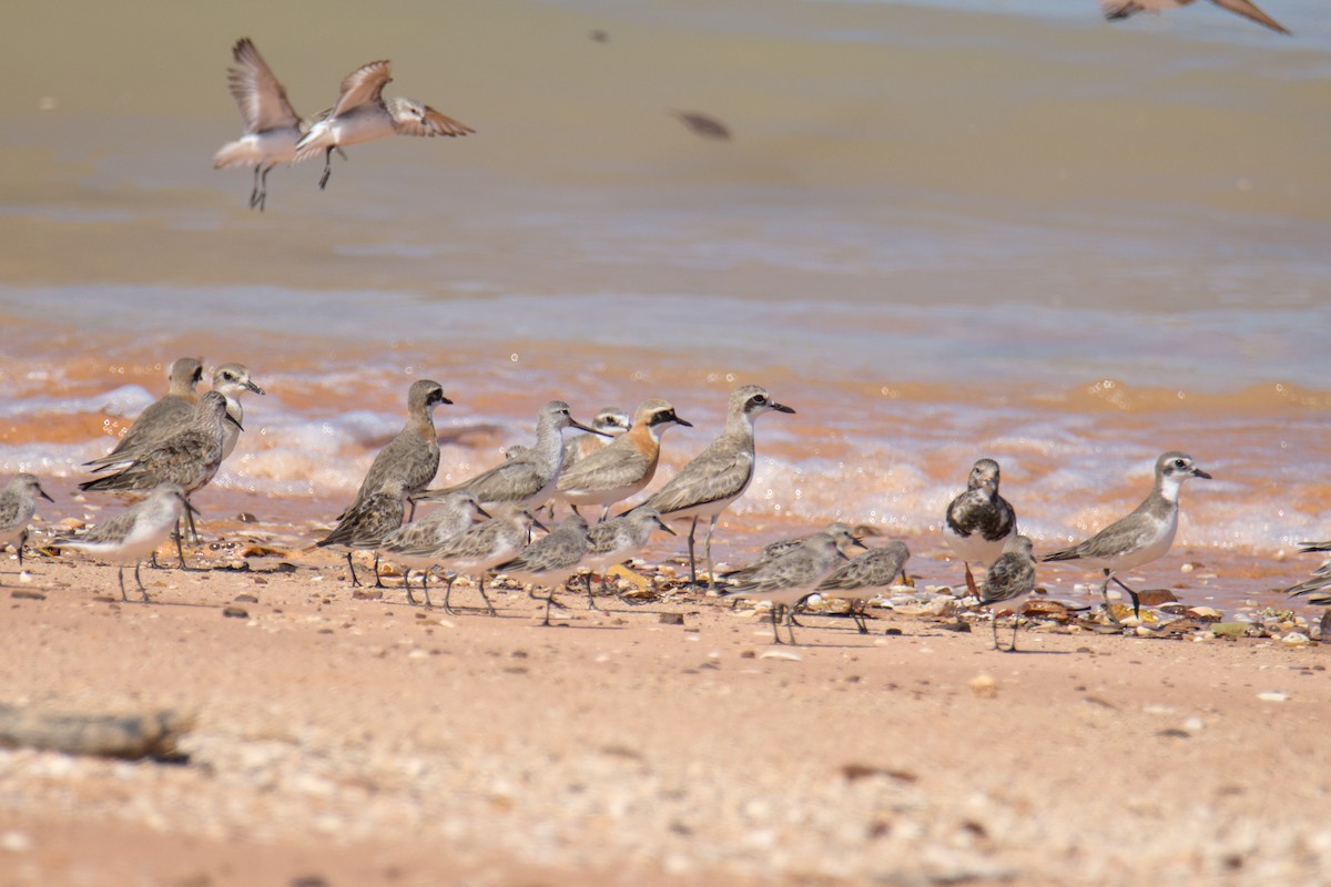 Tibetan Sand-Plover - ML640725312