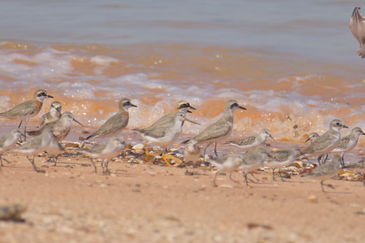 Tibetan Sand-Plover - ML640725331