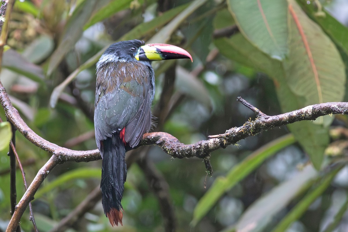 Gray-breasted Mountain-Toucan - ML640725339