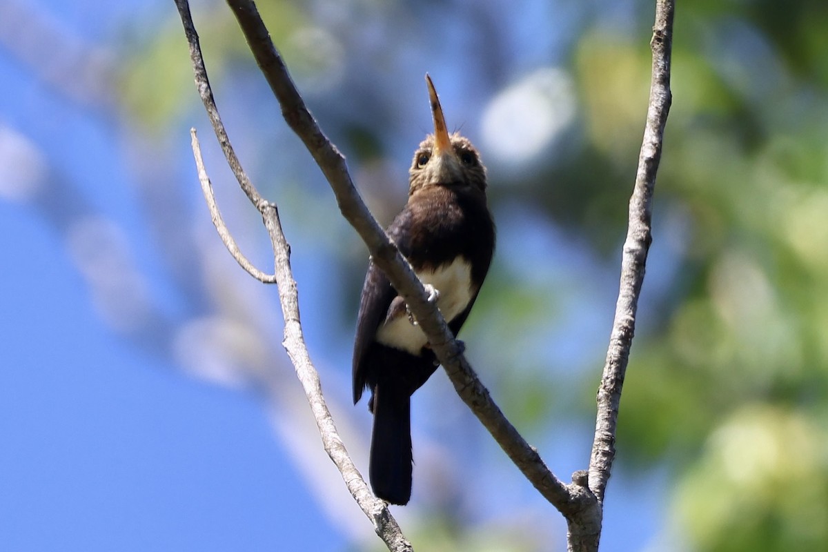 Brown Jacamar - ML640725358