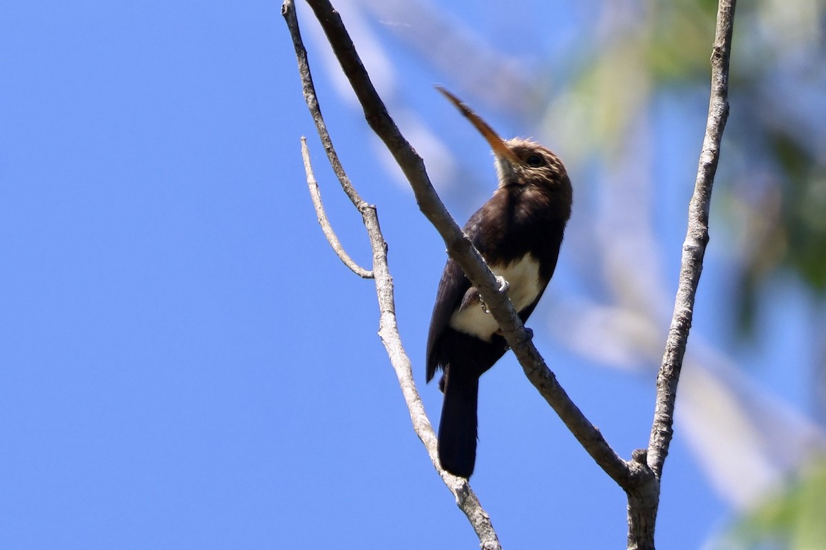 Brown Jacamar - ML640725359