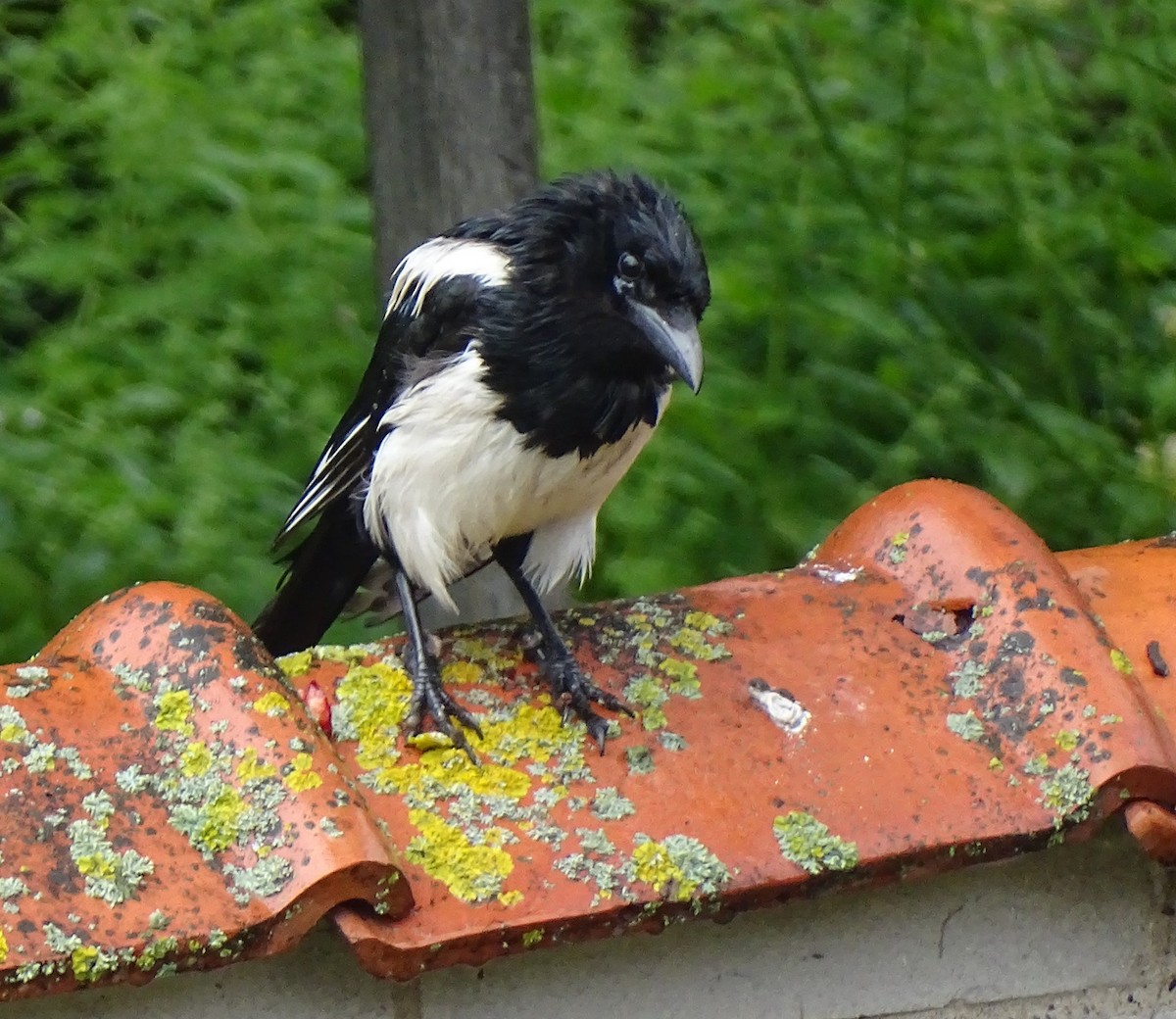 Eurasian Magpie - ML640725365