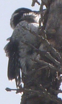 American Three-toed Woodpecker - ML640725370