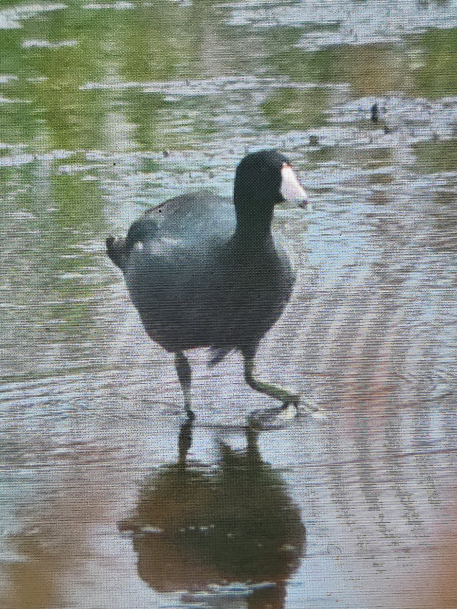 American Coot - ML640725401