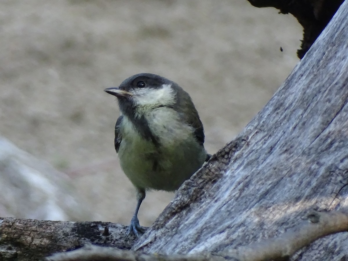 Great Tit - ML640725404