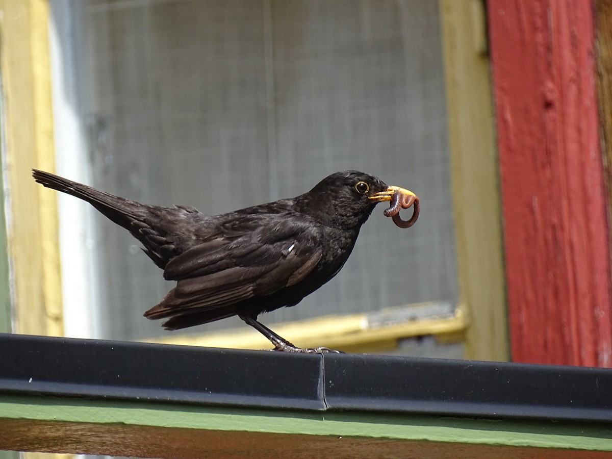 Eurasian Blackbird - ML640725436